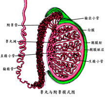 南京新协和不孕不育医院专家介绍,睾丸炎可以导致男性的性功能下降